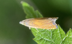 Lathronympha