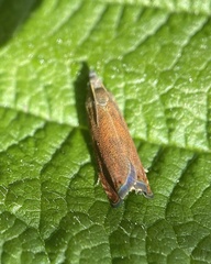 Lathronympha
