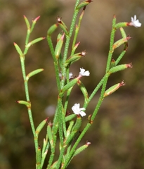 Limonium echioides