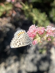 Euphilotes enoptes smithi