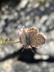 Euphilotes enoptes smithi