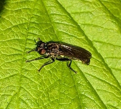 Eudioctria media
