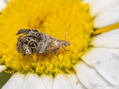 Tebenna gnaphaliella