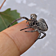 Stegodyphus lineatus