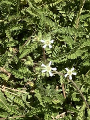 Horkelia clevelandii