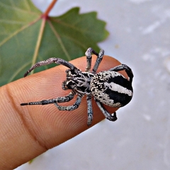 Stegodyphus lineatus