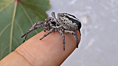 Stegodyphus lineatus