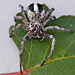 Stegodyphus lineatus