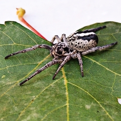 Stegodyphus lineatus