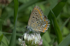 Polyommatus icarus