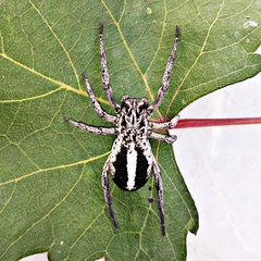 Stegodyphus lineatus