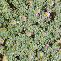 Frankenia pulverulenta