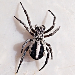 Stegodyphus lineatus