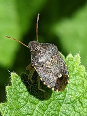 Holcostethus abbreviatus