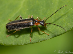 Rhagonycha lineola