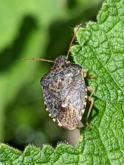 Holcostethus abbreviatus