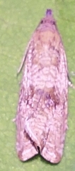 Celypha striana
