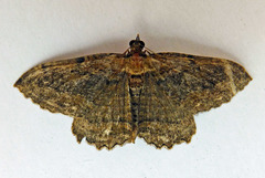 Philereme transversata