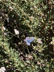 Euphilotes enoptes smithi