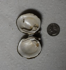 Reginaia ebenus