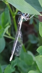 Platycnemis pennipes