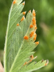 Phragmidium potentillae