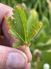 Phragmidium potentillae