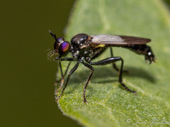 Eudioctria brevis