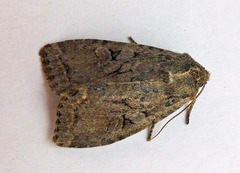 Apterogenum ypsillon