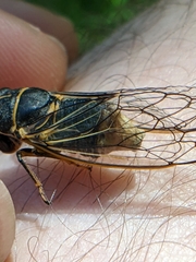 Massospora
