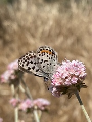 Euphilotes enoptes smithi