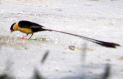 Vidua regia