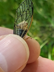 Massospora