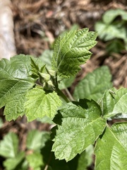 Rubus glaucifolius