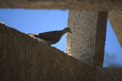 Streptopelia decaocto