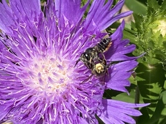 Megachile campanulae