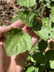 Rubus glaucifolius