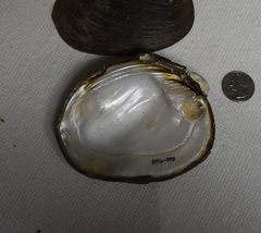 Reginaia ebenus