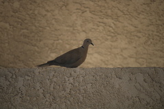 Streptopelia decaocto