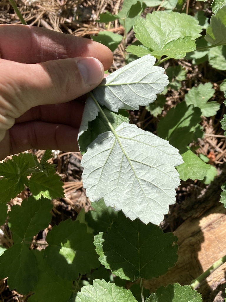 Wax Leaf Raspberry