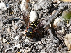 Dianthidium texanum