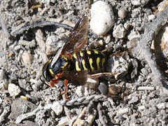 Dianthidium texanum