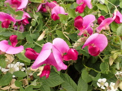 Lathyrus grandiflorus