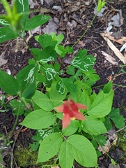 Phytomyza aquilegivora