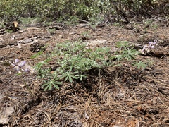 Lupinus fulcratus