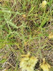 Trifolium ochroleucon
