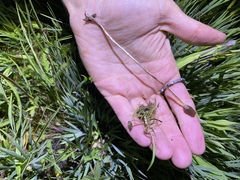 Galeropsis polytrichoides