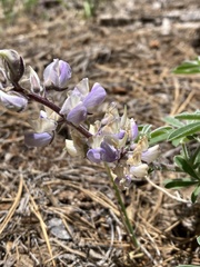 Lupinus fulcratus