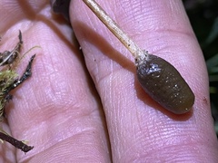 Galeropsis polytrichoides