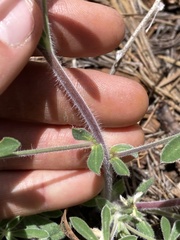 Lupinus fulcratus